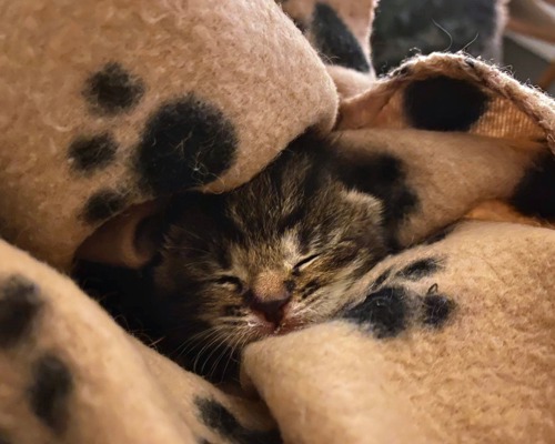 brown tabby kitten snuggled in brown fleece blankets with only head visible