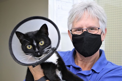 woman with short grey hair and wearing black face mask holding black-and-white cat wearing plastic cone collar