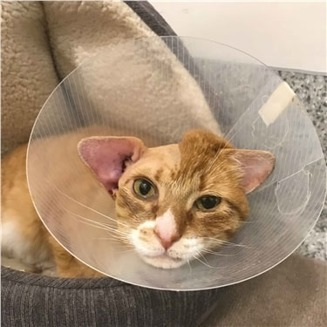 Ginger cat recovering from ear tumour surgery