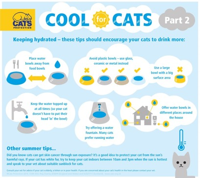 Infographic on how to keep your cat hydrated in summer