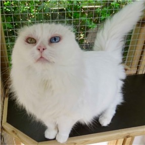 Crystal a cat with no ears in Cats Protection Brighton
