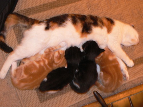 tortoiseshell-and-white cat with two tabby ginger and two black kittens feeding from her teats