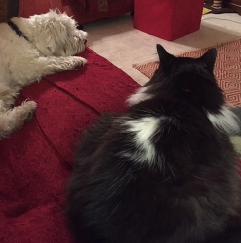 black-and-white long-haired cat lying on red sofa next to white Highland Terrier dog