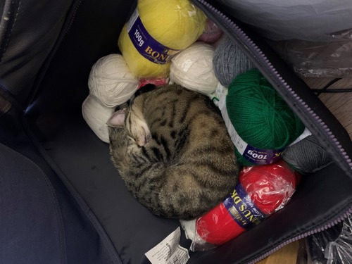 tabby cat curled up asleep on top of balls of colourful wool in a bag