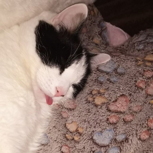 black-and-white cat asleep on blanket with tongue sticking out