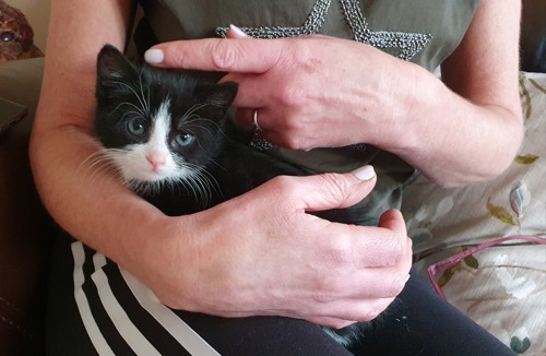 black-and-white kitten sitting on person's lap with their arms around it and stroking its head