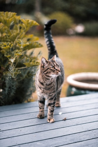brown tabby cat walking on grey outdoor decking with tail sticking up in the air