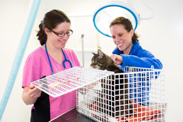 How to make vet visits less stressful for your cat