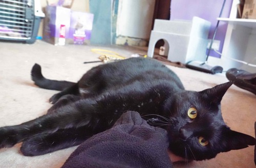 black cat lying on floor