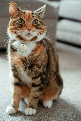 tortoiseshell-and-white cat wearing collar with silver pendant