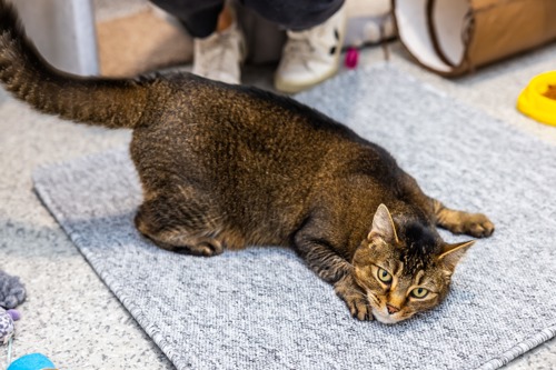 brown tabby cat lying on square of grey carpet
