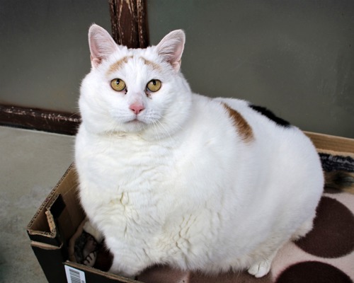 obese white cat with ginger markings sat in cardboard box with brown patterned blanket