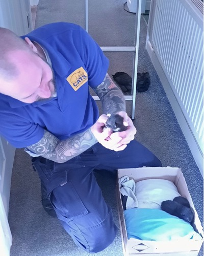 Bald man wearing blue t-shirt with Cats Protection logo and tattoed arms holding a tiny newborn kitten next to a box with to more newborn kittens inside