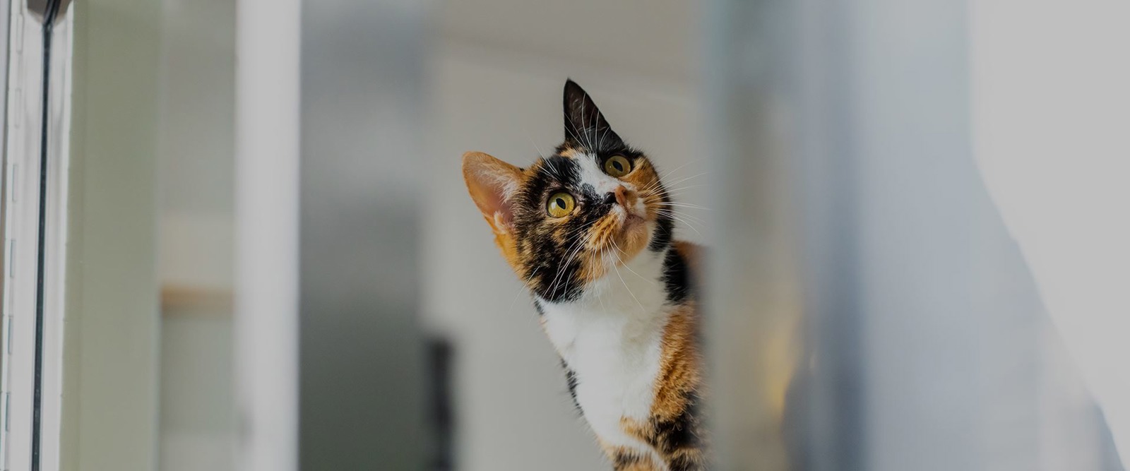 Cats Protection Haslemere Adoption Centre