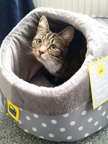 brown tabby cat sat inside grey polkadot cat bed