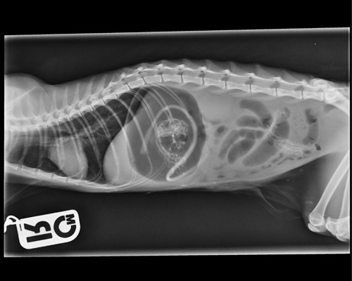 x-ray of a cat's intestines showing a mass