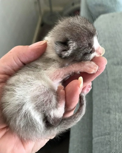human hand holding grey kitten