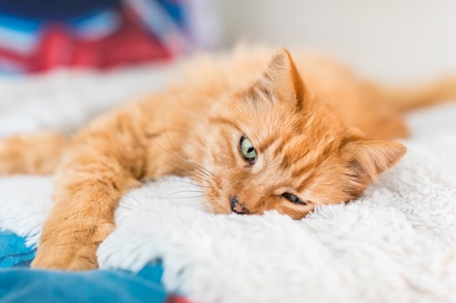 long-haired ginger tabby cat lying on white fluffy blanket
