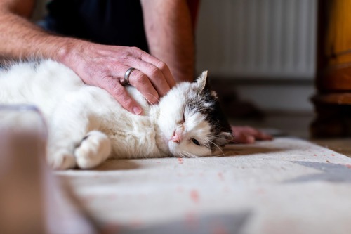 white-and-grey tabby cat lying down and being stroked by human hand