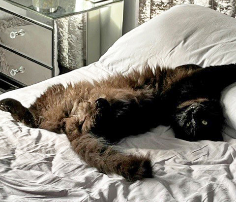 long-haired black cat lying on its back on grey bed covers