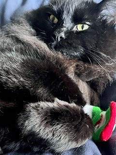 long-haired black cat holding green-and-red cat toy