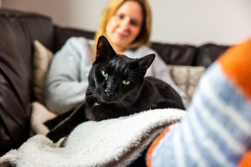 black cat laying on fleece blanket on woman's lap while she sits on the sofa