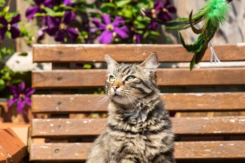 long-haired brown tabby cat sitting on wooden bench in the sunshine