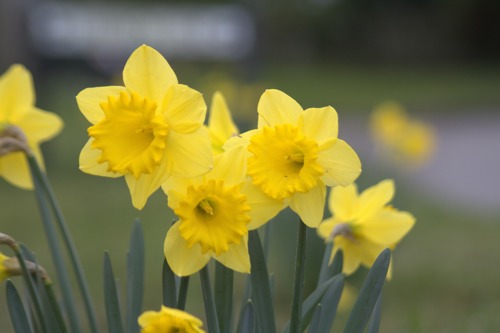 yellow daffodil flowers growing outdoors
