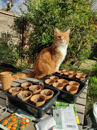 ginger-and-white cat sat on garden table next to small plant pots filled with soil and packets of seeds