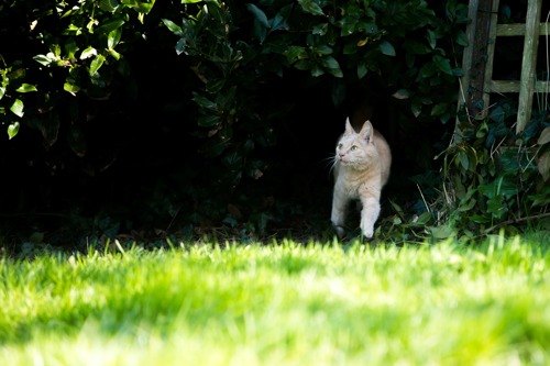 light coloured ginger cat standing in the shade of a garden bush