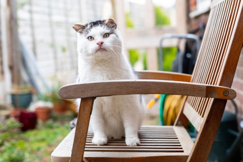 white-and-grey cat sat on wooden garden chair