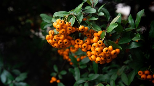 a green plant with orange berries