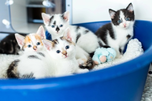 blue plastic cat bed with four black-and-white kittens inside