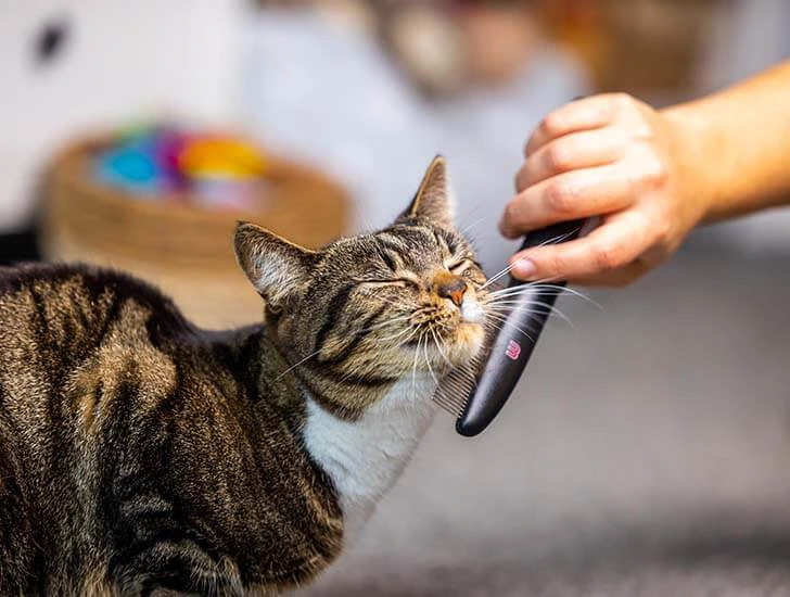 owner-brushing-cat.jpg