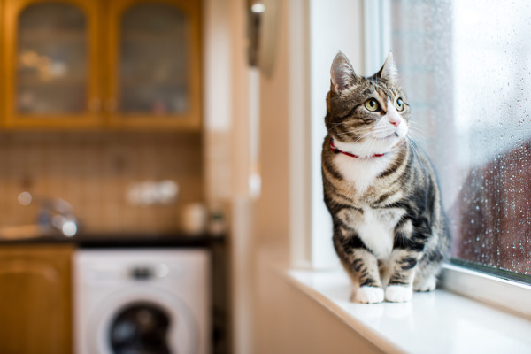 7 tips for choosing cat holiday care