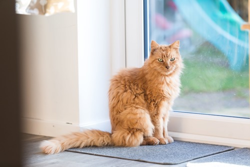 long-haired ginger cat sitting on grey doormat indoors next to glass door