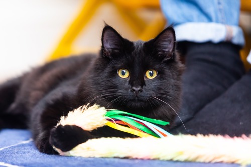 long-haired black kitten holing fluffy fishing rod toy in their paws