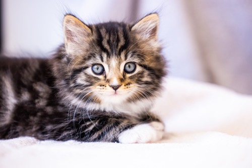 long-haired brown tabby kitten with blue eyes