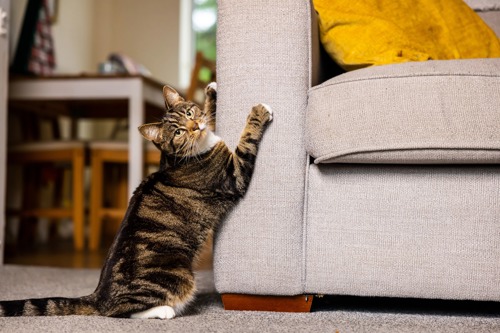 brown tabby cat scratching the side of a grey sofa