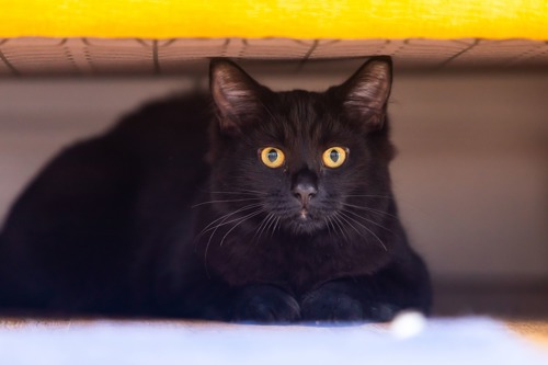 black cat hiding underneath a bed