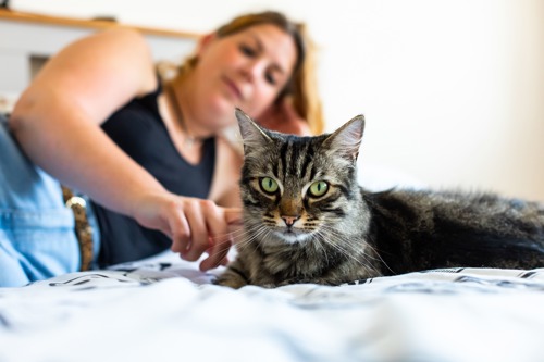long-haired brown tabby cat lying on bed with woman in the background