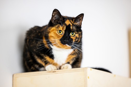 tortoiseshell cat crouched on top of wooden box