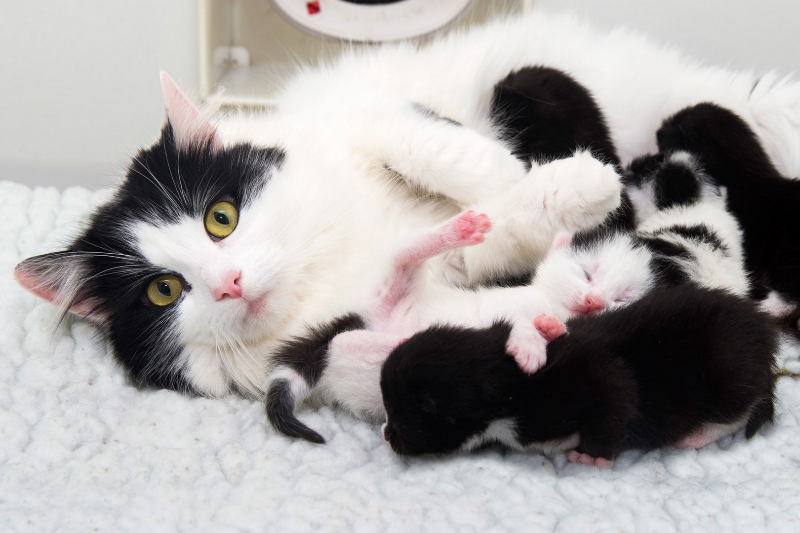 Pregnancy and kitten care - quick guide