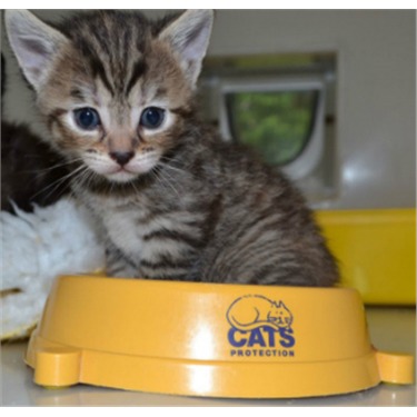 Tabby kitten with a Cats Protection bowl