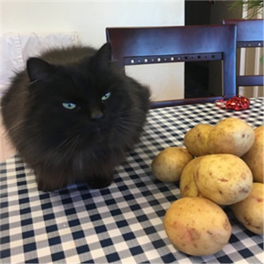 Black cat with some potatoes
