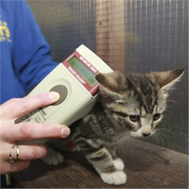 Kitten being scanned for a microchip