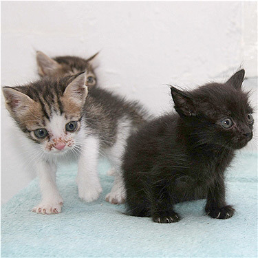 Two tabby white and one black kitten