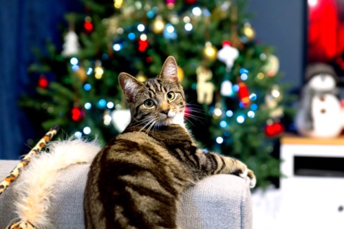 brown tabby cat sat on arm of grey sofa with a blurred out Christmas tree decorated with colourful fairy lights in the background