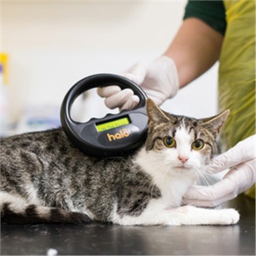 Tabby cat being scanned for a microchip