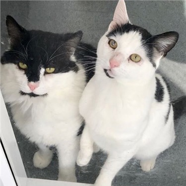 Two black and white cats